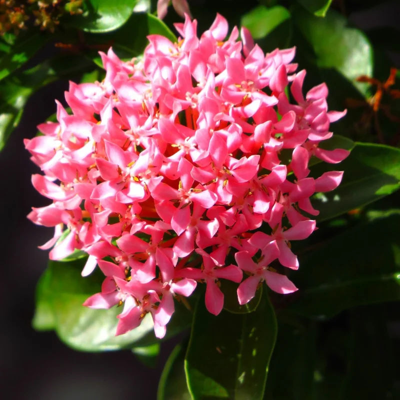 3 Mix Ixora Plants Live Mini Dwaft Shrub Plant From 4 Inc Tall, Ixora Live Plants
