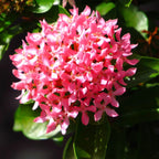 3 Mix Ixora Plants Live Mini Dwaft Shrub Plant From 4 Inc Tall, Ixora Live Plants