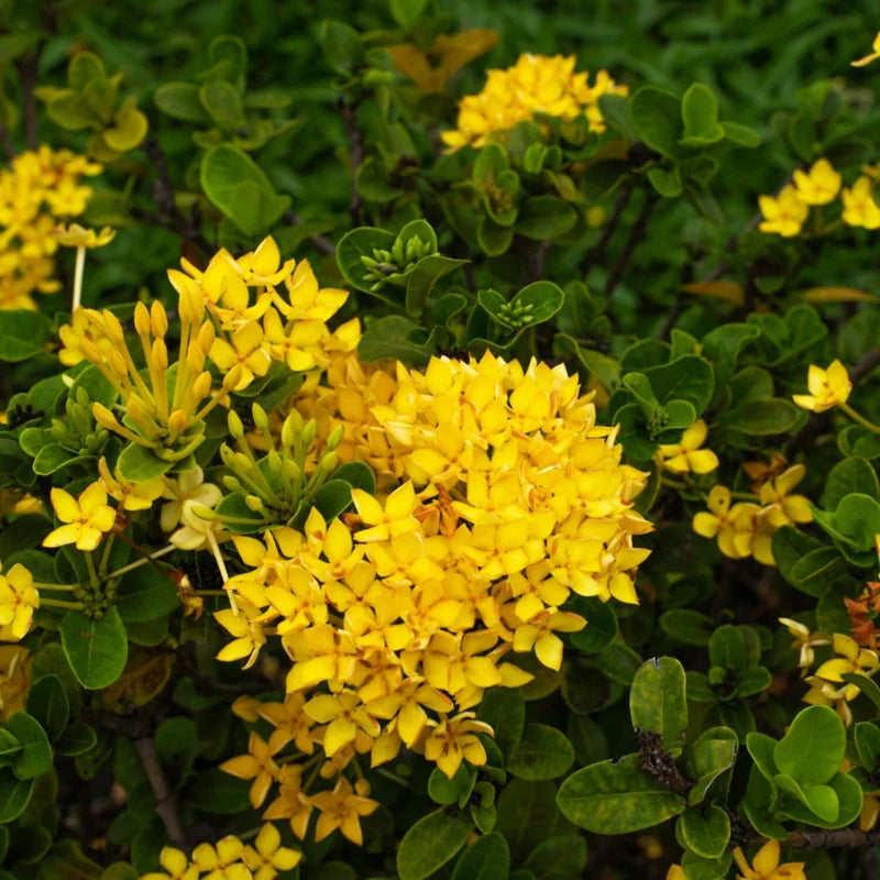 3 Mix Ixora Plants Live Mini Dwaft Shrub Plant From 4 Inc Tall, Ixora Live Plants