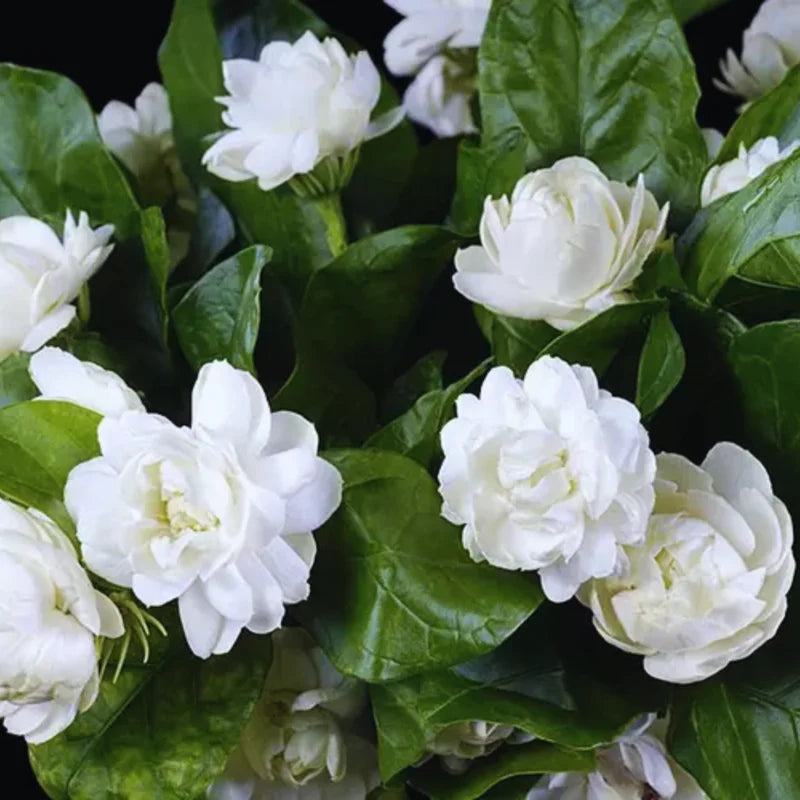 3 Mix Jasmine Live Plants – 3 to 6 Inches Tall - Hardy Jasmine Shrub with Fragrant Blooms for Outdoor Gardens - Jasmine Plants Live Indoor
