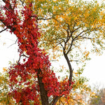 3-Pack Virginia Creeper Ivy Plants - Live Bareroot Vines for Outdoor Ground Cover and Landscaping