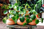 3 Pilea Peperomioides Plants Live, Chinese Money Plants Live Indoor, 4 Inc Tall, Live Chinese Money Plant, Pilea Peperomioides Live Plant, No Potted