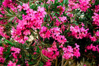 3 Pink Oleander Plants Live, 4 to 6 Inches Tall, Live Oleander Plants, Oleander Live Plants, Oleander Well Rooted for Gardening Indoor Outdoor