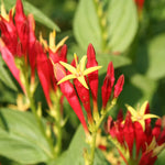3 Pinkroot Plants Live Bare Roots – Perennial Wildflowers for Home Herb Gardens and Outdoor Growth