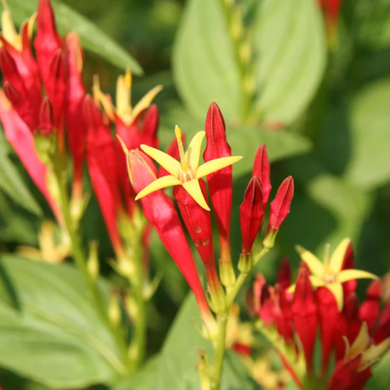 3 Pinkroot Plants Live Bare Roots – Perennial Wildflowers for Home Herb Gardens and Outdoor Growth