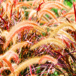 20 Red Fountain Grass Plants Live Bare Roots – Perennial Ornamental Grass for Beautiful Fall Landscaping Projects