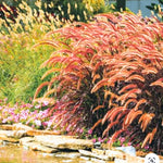 3 Red Fountain Grass Plants Bare Roots – Fast-Growing Perennial Ornamental Grass for Fall Landscaping