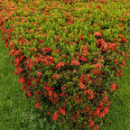 3 Red Ixora Plants Live Mini Dwaft Shrub Plant From 4 Inc Tall, Ixora Live Plants