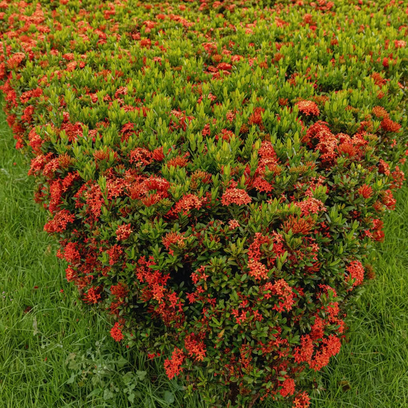 3 Red Ixora Plants Live Mini Dwaft Shrub Plant From 4 Inc Tall, Ixora Live Plants