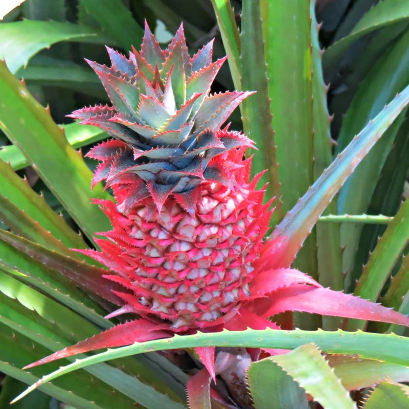 5 Red Pineapple Fruit Trees Bare Roots – Live Sweet Pineapple Plants for Home Gardening and Tropical Spaces
