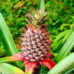 5 Red Pineapple Fruit Trees Bare Roots – Live Sweet Pineapple Plants for Home Gardening and Tropical Spaces