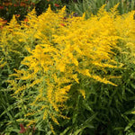 3 Solidago Goldenrod Plants Live Bare Roots – Perennial Wildflower for Yellow Butterfly Gardens
