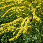 20 Solidago Goldenrod Plants Live Bare Roots – Perennial Yellow Wildflowers for Outdoor Gardens and Butterflies