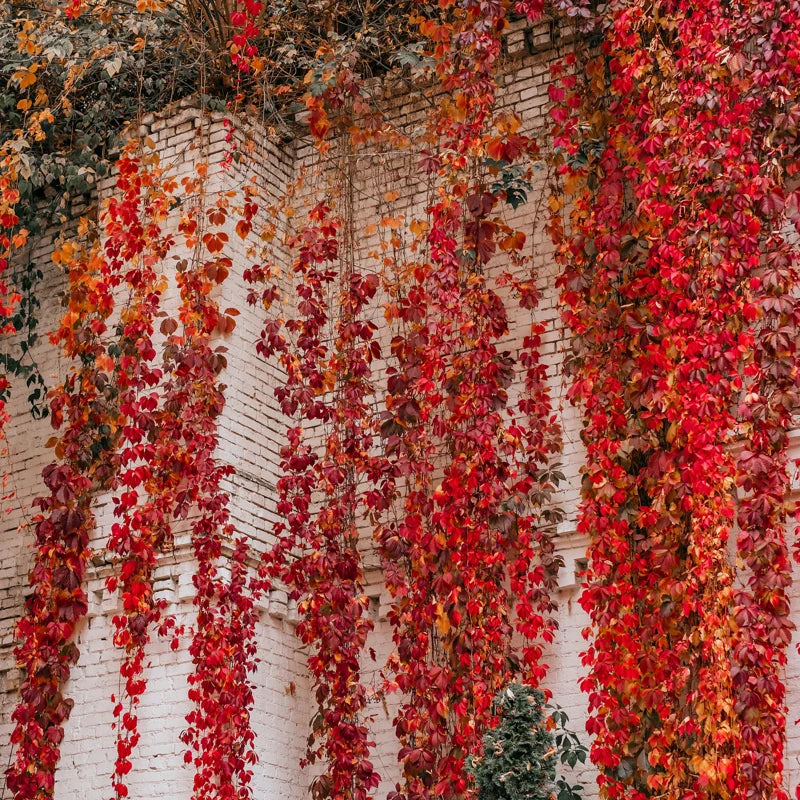 3 Virginia Creeper Ivy Plants Live – Five-Leaved Perennial Ivy Bare Roots for Ground Cover and Climbing