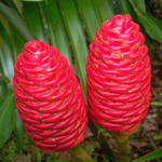 Shampoo Ginger Plant, Red Top Ginger, 5-9" Tall, No Pot