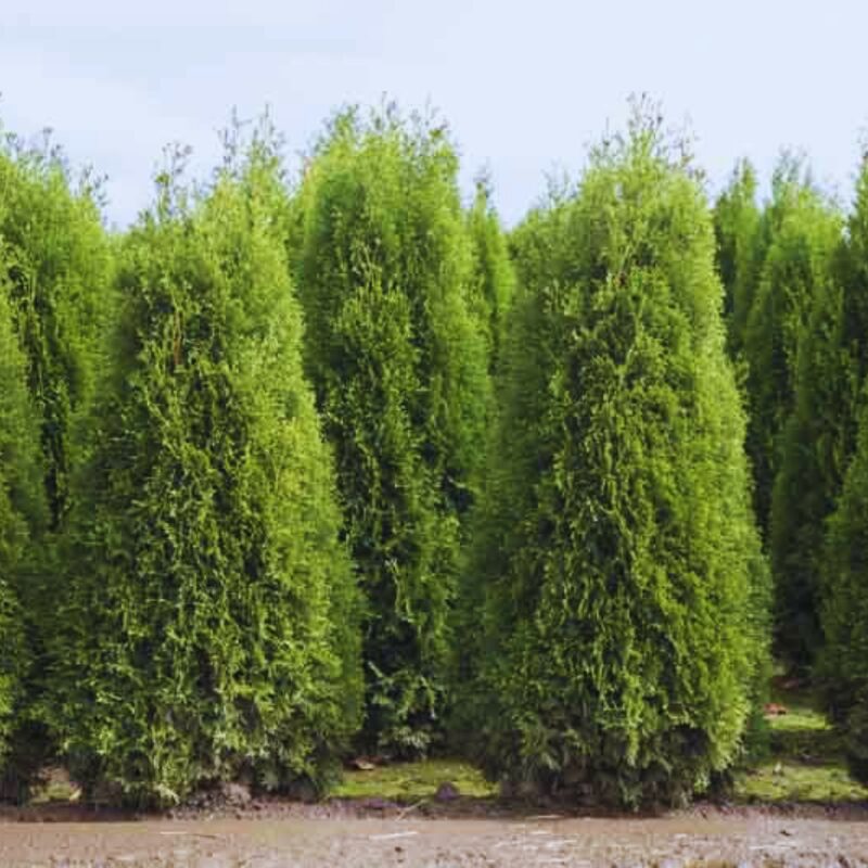 100 Leyland Cypress Trees Live Plants - Zone: 5-9