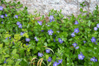 Vinca Plants Live - 400 Bare Roots - 6 to 8 Inc Tall