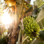 Musa Basjoo Banana Tree 4-8 Inc