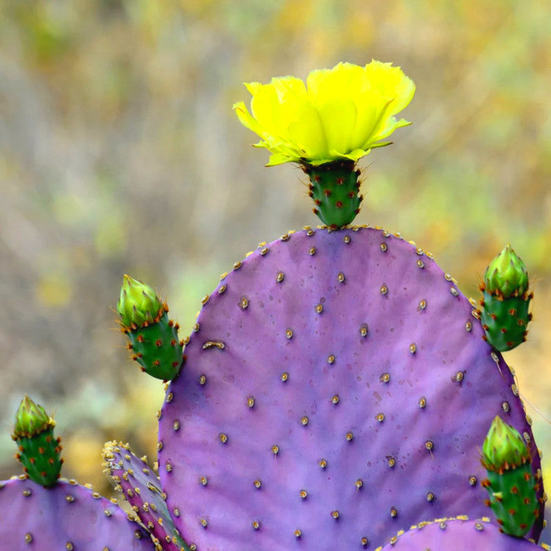 2 Opuntia Santarita Santa Rita Purple Prickly Pear Cactus Plants Live, Cactus Succulents Live Plants