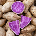 10 Okinawa Purple Sweet Potato Slips, Live Plant Cuttings