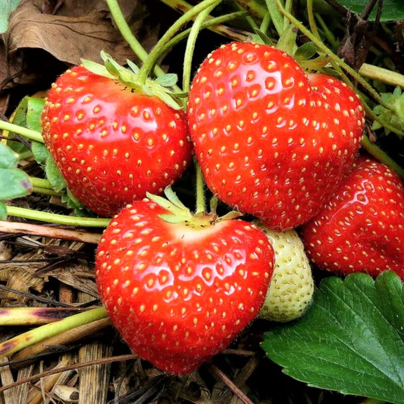 Strawberry Plants Bareroot - 10 Bareroots - Ozark Beauty Everbearing Strawberry