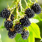 Chester Blackberry Plants