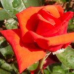 Dolly Parton Rose Bush