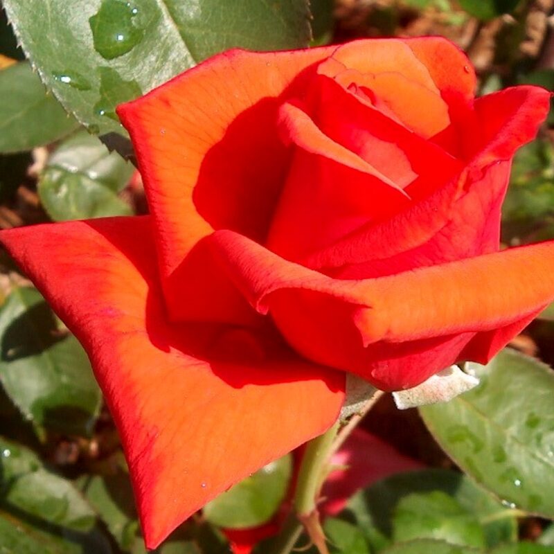 Dolly Parton Rose Bush
