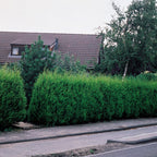 1 Thuja Green Giant Arborvitae Tree Live Plant - 2.5" Pot - 12-18" Tall