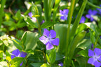 Vinca Plants Live - 600 Bare Roots - 6 to 9 Inc Tall