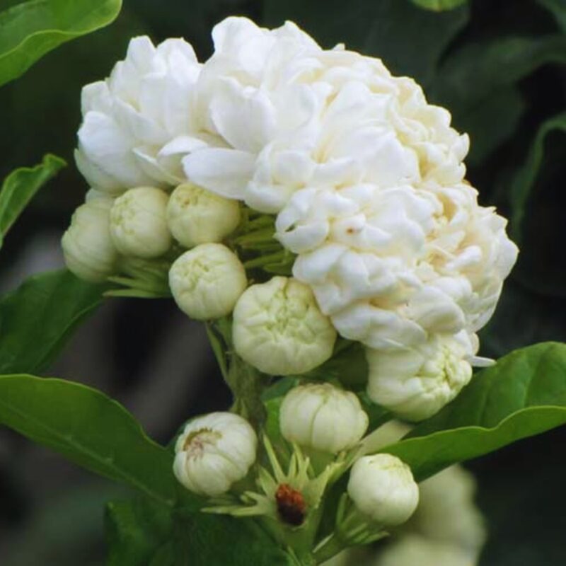 Grand Duke of Tuscany Jasmine Plant, Jasmine Live Plant, 2 Plants, 4 to 6 Inches Tall