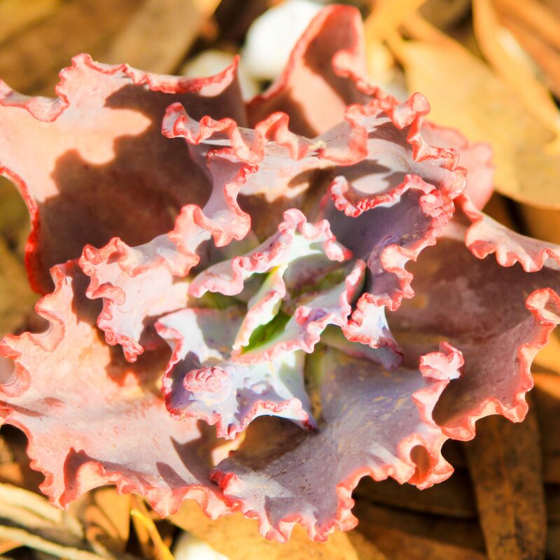 Variegated String Of Hearts Succulents Plants