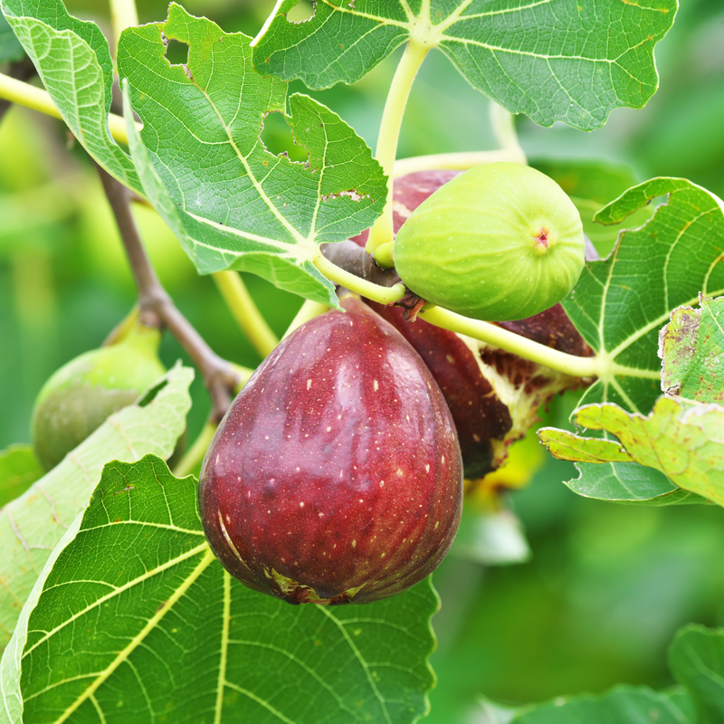 Set 2 Brown Turkey Fig Trees 4-8 Inch Tall