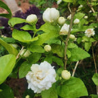Grand Duke of Tuscany Jasmine Plant, Jasmine Live Plant, 2 Plants, 4 to 6 Inches Tall