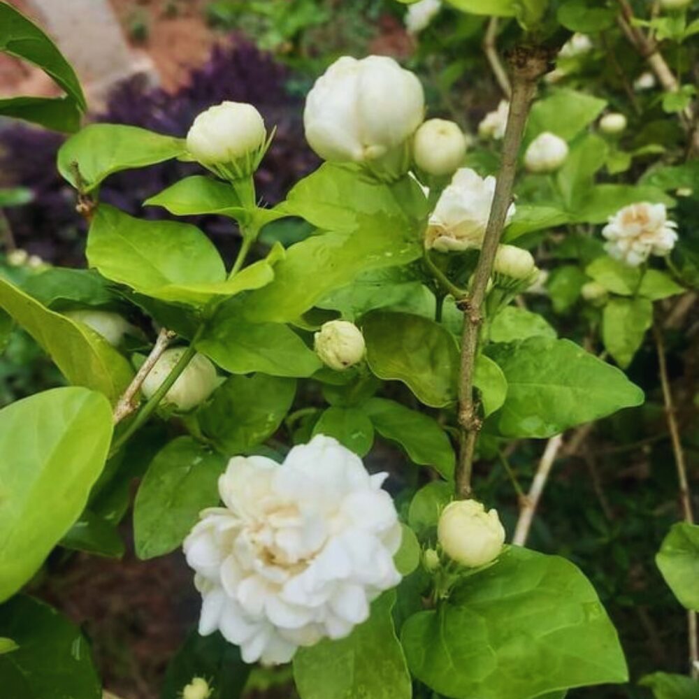 Grand Duke of Tuscany Jasmine Plant, Jasmine Live Plant, 2 Plants, 4 to 6 Inches Tall