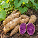 10 Okinawa Purple Sweet Potato Slips, Live Plant Cuttings