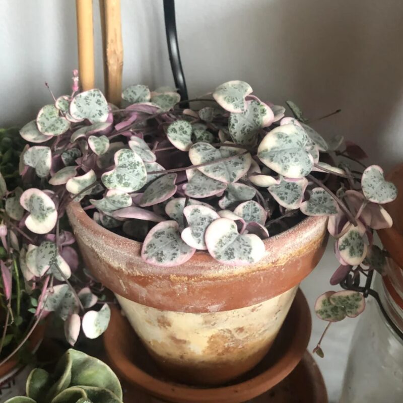 Variegated String Of Hearts Succulents Plants