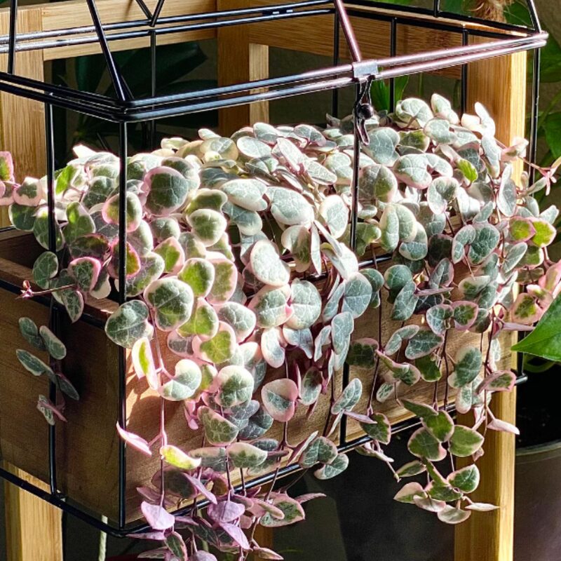 Variegated String Of Hearts Succulents Plants