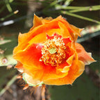 Orange Prickly Pear cactus plants, 6 to 8 inc tall, 2 plants