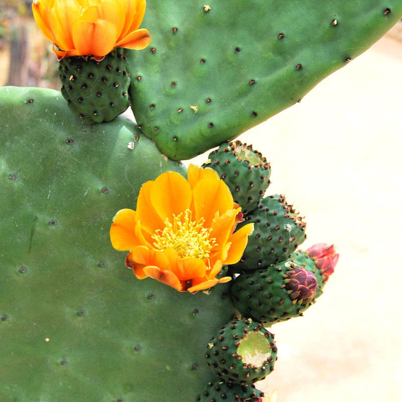 Orange Prickly Pear cactus plants, 3 plants, 6 to 8 inc tall