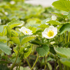 Strawberry Plants Bareroot - 100 Bareroots - Eversweet Everbearing Strawberry