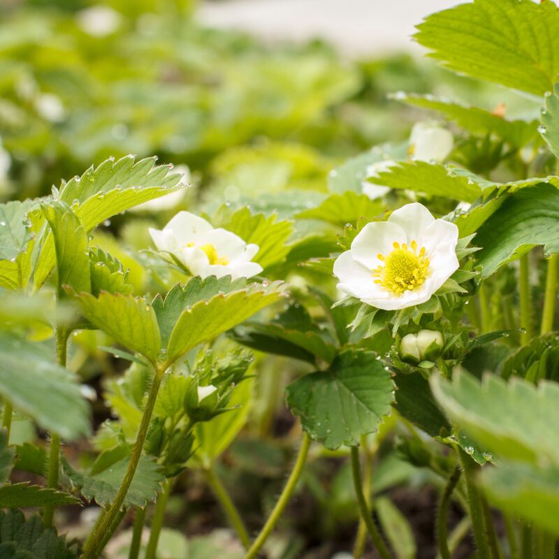 Strawberry Plants Bareroot - 100 Bareroots - Eversweet Everbearing Strawberry
