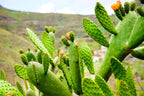 2 Lb Spineless Prickly Pear Opuntia Cactus Pads Live, 4 to 6 Inches Tall, Prickly Pear Cactus Plants, Succulent Live Plants