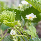 Strawberry Plants Bareroot - 50 Bareroots - Cabot Strawberry