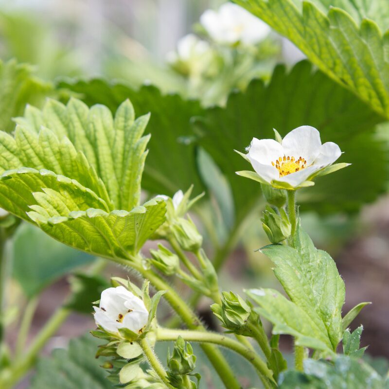 Strawberry Plants Bareroot - 250 Bareroots - Cabot Strawberry