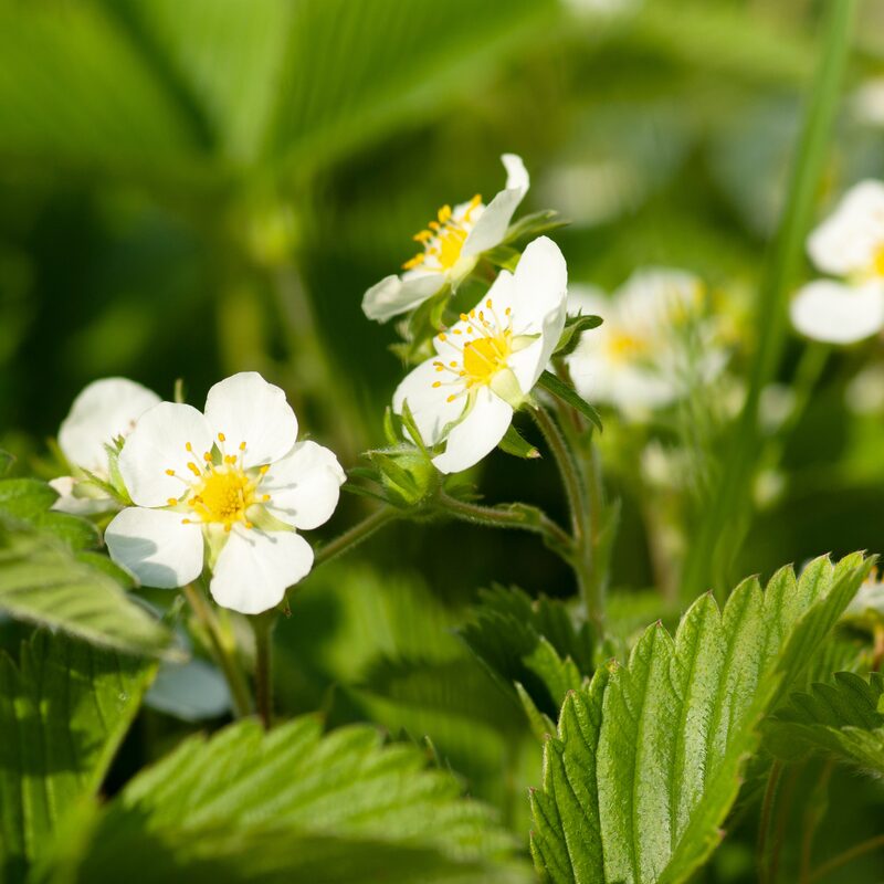 Strawberry Plants Bareroot - 100 Bareroots - Albion Everbearing Strawberry