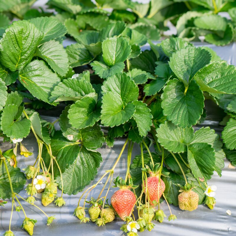 Strawberry Plants Bareroot - 100 Bareroots - Flamingo Strawberry