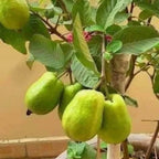 Kilo White Guava Tree Plant