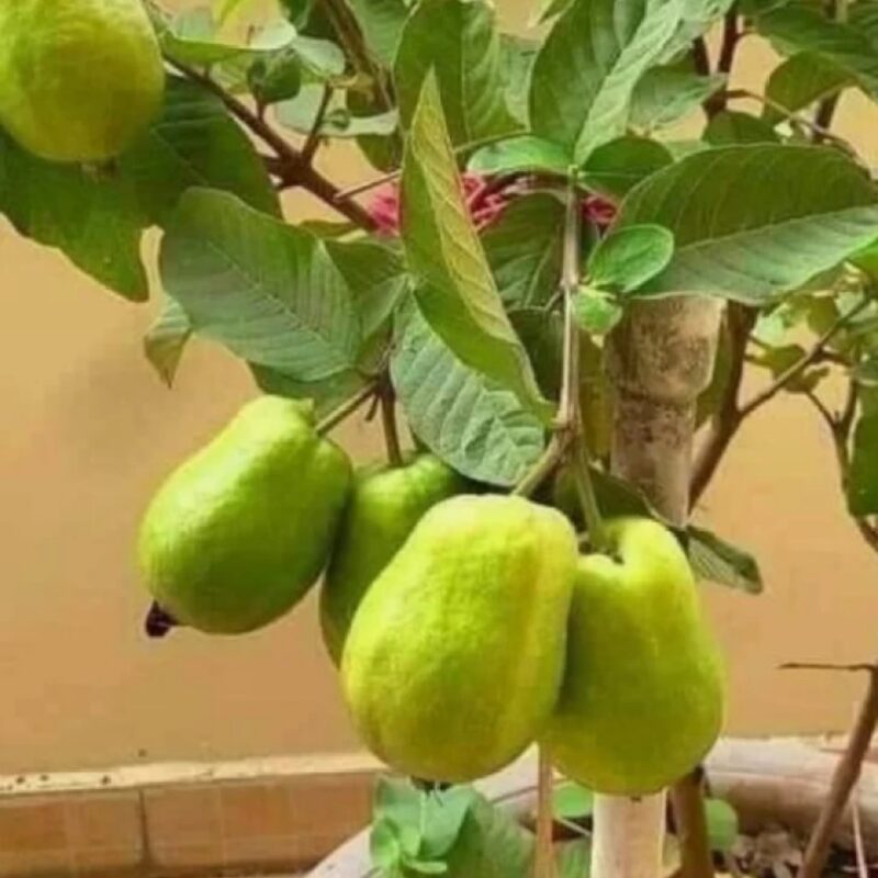 Kilo White Guava Tree Plant