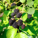 Chester Blackberry Plants
